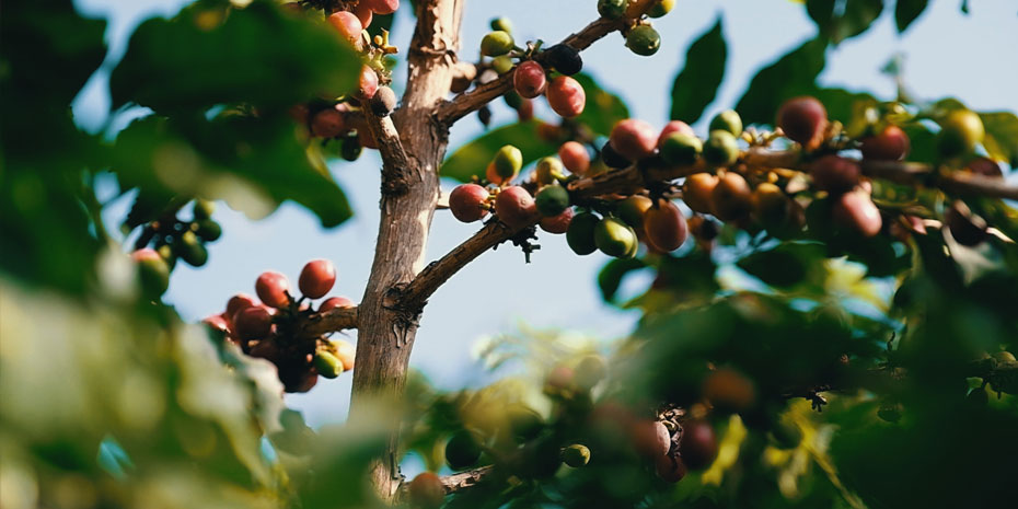 Sustainable agriculture: PIF is charting a new path in Saudi Arabia