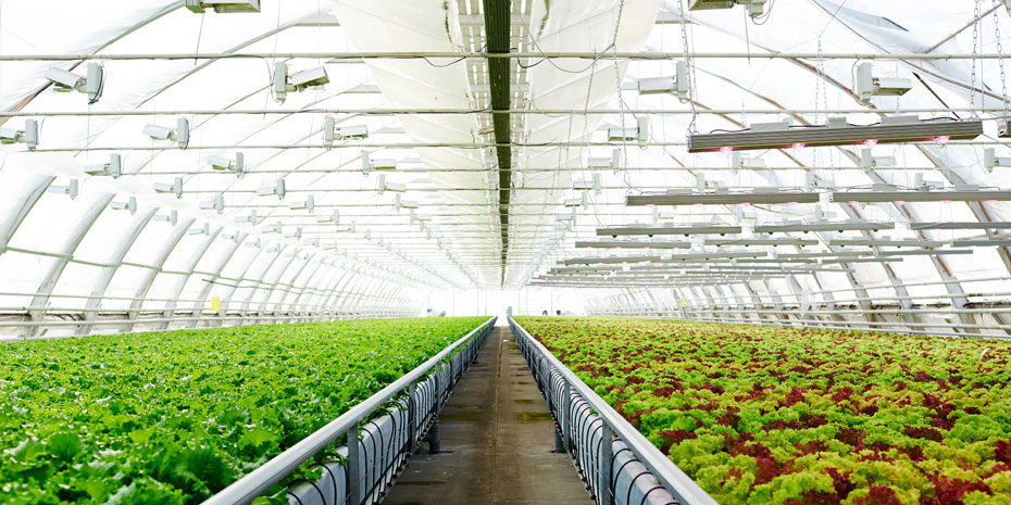 Sustainable agriculture: PIF is charting a new path in Saudi Arabia