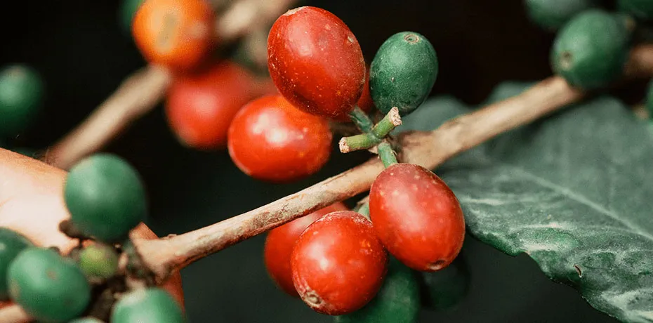 الشركة السعودية للقهوة تطلق مزرعتها النموذجية الأولى في جازان